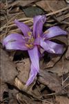 Colchicum bulbocodium Ker Gawl.