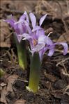 Colchicum bulbocodium Ker Gawl.