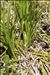 Carex humilis Leyss. [1758]