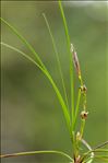 Carex humilis Leyss. [1758]