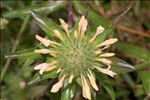 Collomia grandiflora Douglas ex Lindl.