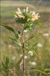 Collomia grandiflora Douglas ex Lindl.