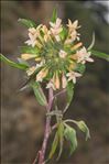 Collomia grandiflora Douglas ex Lindl.