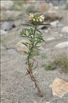 Collomia grandiflora Douglas ex Lindl.