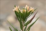 Collomia grandiflora Douglas ex Lindl.