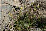 Comastoma tenellum (Rottb.) Toyok.