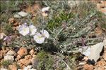 Convolvulus lanuginosus Desr.