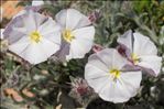 Convolvulus lanuginosus Desr.