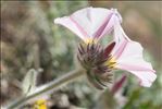 Convolvulus lanuginosus Desr.