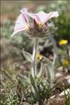 Convolvulus lanuginosus Desr.