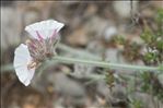 Convolvulus lanuginosus Desr.