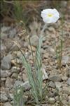 Convolvulus lanuginosus Desr.