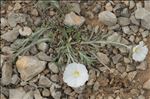 Convolvulus lanuginosus Desr.