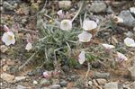 Convolvulus lanuginosus Desr.