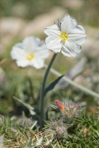 Convolvulus lanuginosus Desr.