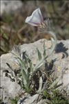 Convolvulus lanuginosus Desr.