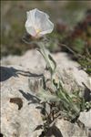 Convolvulus lanuginosus Desr.