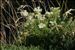 Coristospermum ferulaceum (All.) Reduron, Charpin & Pimenov