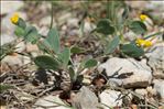 Coronilla scorpioides (L.) W.D.J.Koch