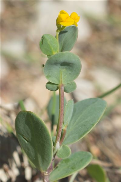 Coronilla scorpioides (L.) W.D.J.Koch