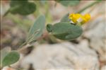 Coronilla scorpioides (L.) W.D.J.Koch