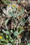 Coronilla scorpioides (L.) W.D.J.Koch