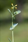 Coronilla scorpioides (L.) W.D.J.Koch