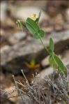 Coronilla scorpioides (L.) W.D.J.Koch