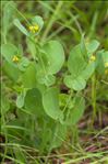 Coronilla scorpioides (L.) W.D.J.Koch