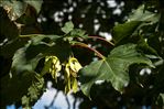 Acer pseudoplatanus f. purpurascens Pax