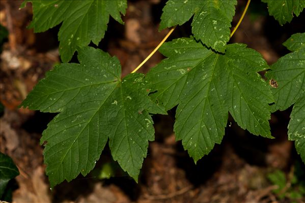 Acer pseudoplatanus f. purpurascens Pax