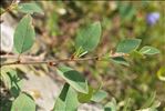 Cotoneaster integerrimus Medik.