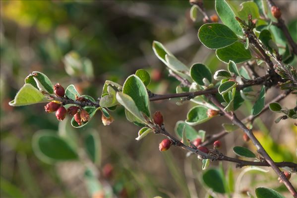 Cotoneaster integerrimus Medik.