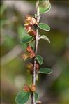 Cotoneaster integerrimus Medik.