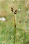 Carex leporina var. argyroglochin (Hornem.) W.D.J.Koch