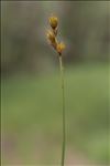 Carex leporina var. argyroglochin (Hornem.) W.D.J.Koch