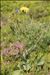 Crepis conyzifolia (Gouan) A.Kern.