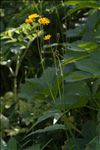 Crepis paludosa (L.) Moench