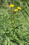 Crepis pyrenaica (L.) Greuter