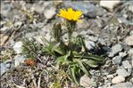 Crepis rhaetica Hegetschw.