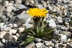 Crepis rhaetica Hegetschw.