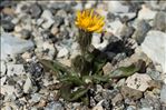 Crepis rhaetica Hegetschw.