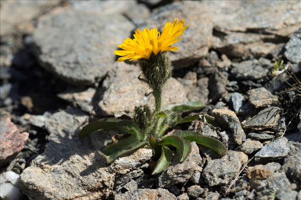 Crepis rhaetica Hegetschw.