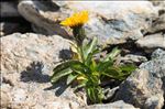 Crepis rhaetica Hegetschw.