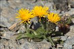 Crepis rhaetica Hegetschw.