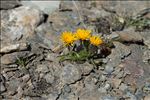 Crepis rhaetica Hegetschw.