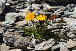 Crepis rhaetica Hegetschw.