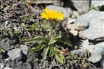 Crepis rhaetica Hegetschw.