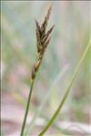 Carex colchica J.Gay