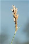 Carex colchica J.Gay